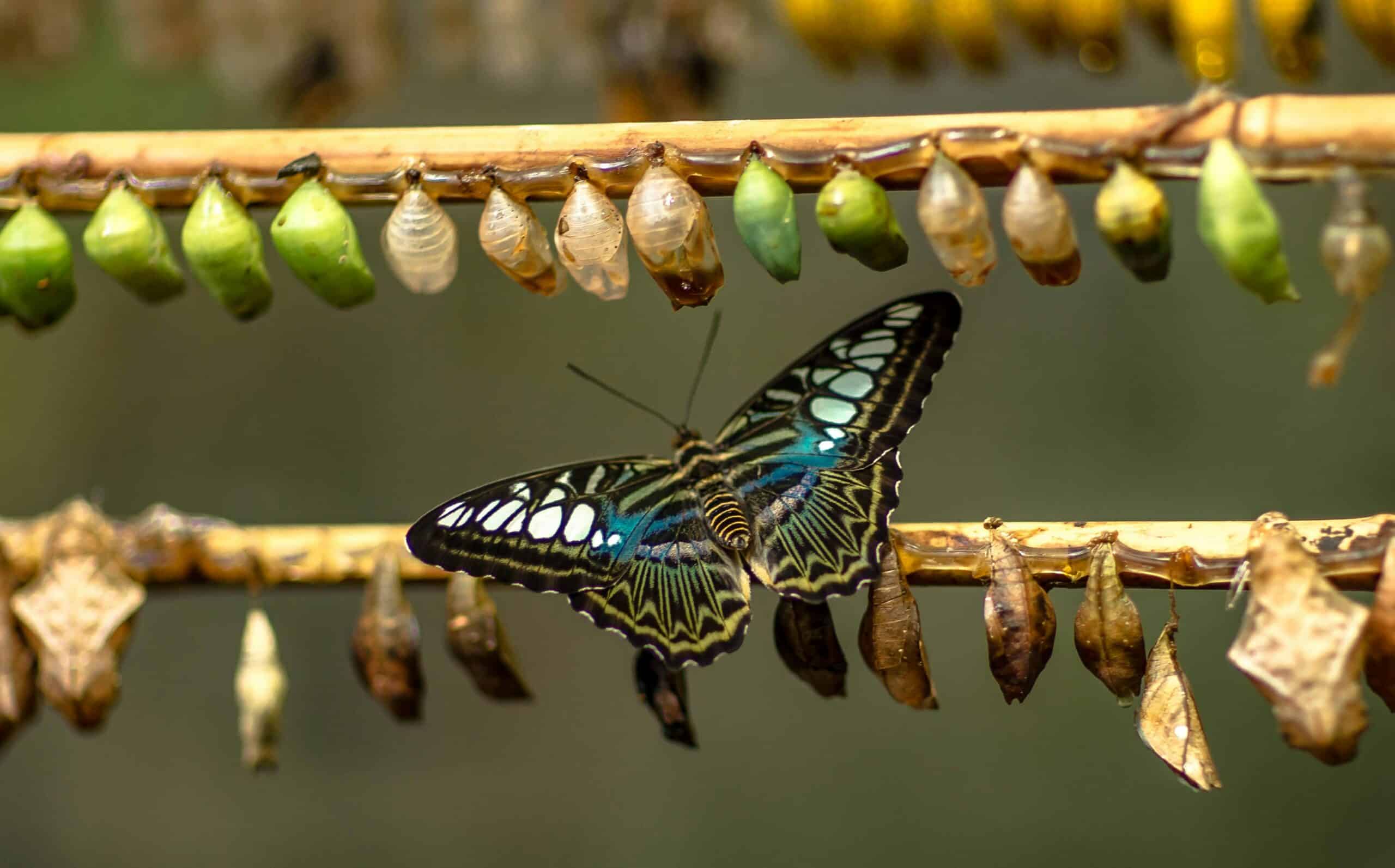 Why Employees Always Resist Change